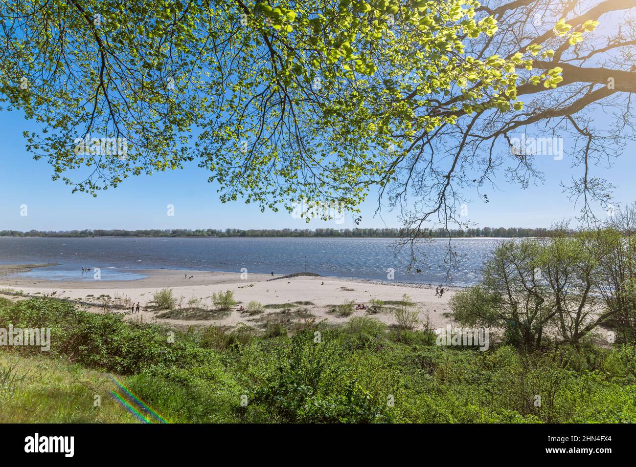 Green tree branches overhanging the beach at the Elbe River in Wedel, Germany Stock Photo