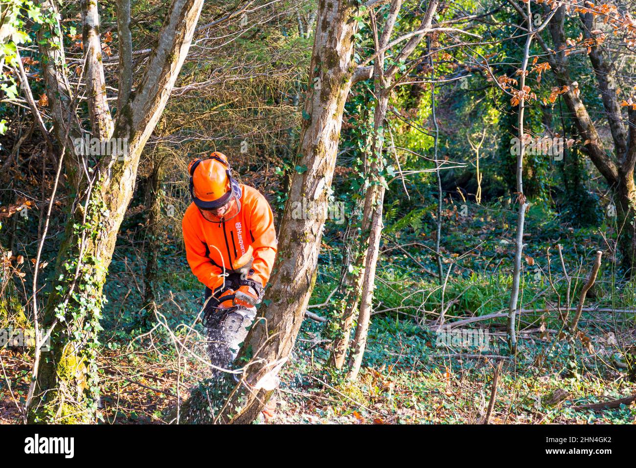 Man cutting tree with chainsaw for wood logs for heating in wood burning stove, County Donegal, Ireland Stock Photo