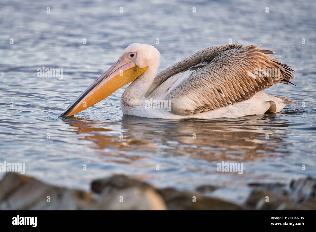 Wasservogel, waterbird, Vogel, bird, Pelikan, Pelican, grosser weisser Pelikan, great white pelican, Pelecanus onocrotalus, Ornitologie, ornithology, Stock Photo