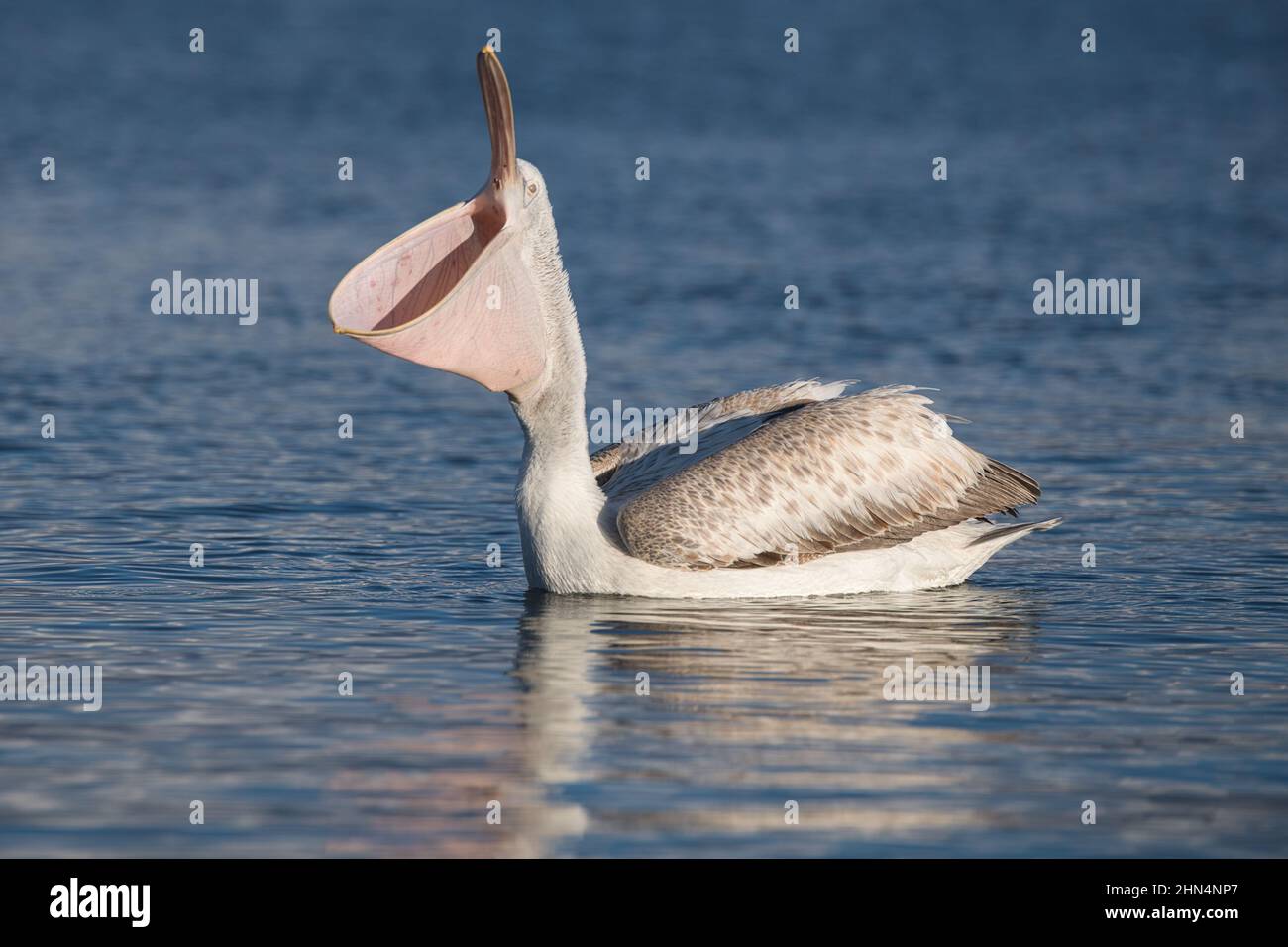 Wasservogel, waterbird, Vogel, bird, Pelikan, Pelican, grosser weisser Pelikan, great white pelican, Pelecanus onocrotalus, Ornitologie, ornithology, Stock Photo