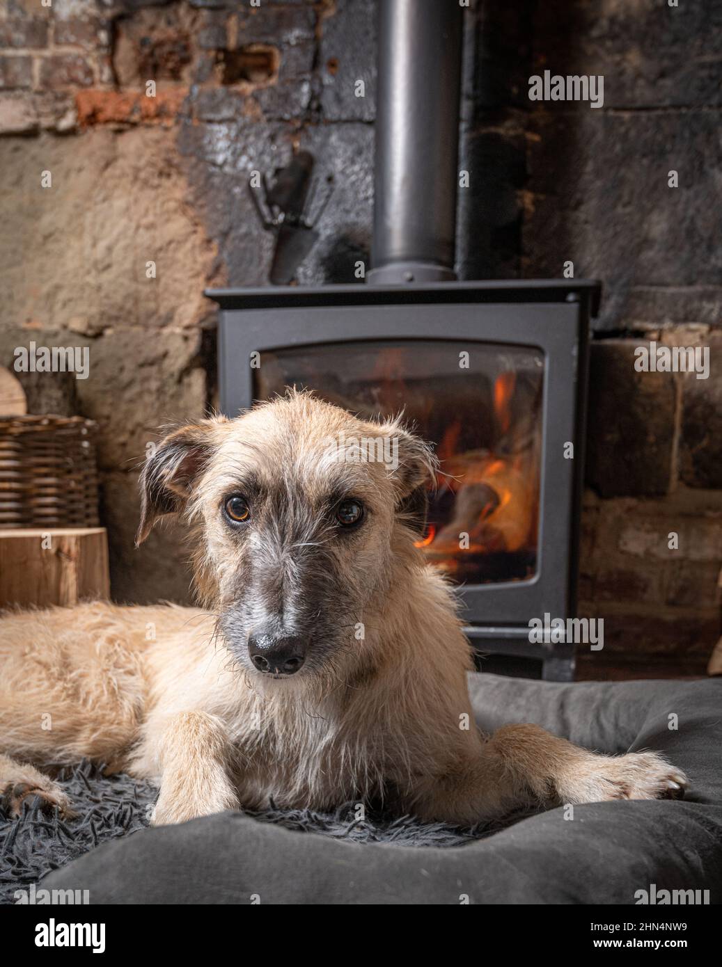 a dog sitting in front of a wood burner fire Stock Photo