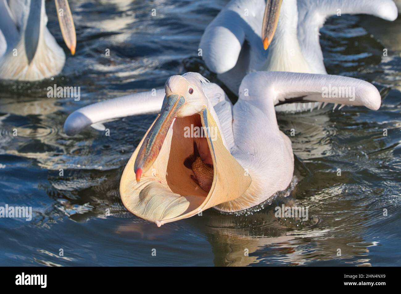 Wasservogel, waterbird, Vogel, bird, Pelikan, Pelican, grosser weisser Pelikan, great white pelican, Pelecanus onocrotalus, Ornitologie, ornithology, Stock Photo