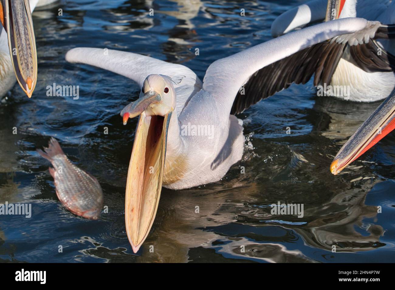 Wasservogel, waterbird, Vogel, bird, Pelikan, Pelican, grosser weisser Pelikan, great white pelican, Pelecanus onocrotalus, Ornitologie, ornithology, Stock Photo