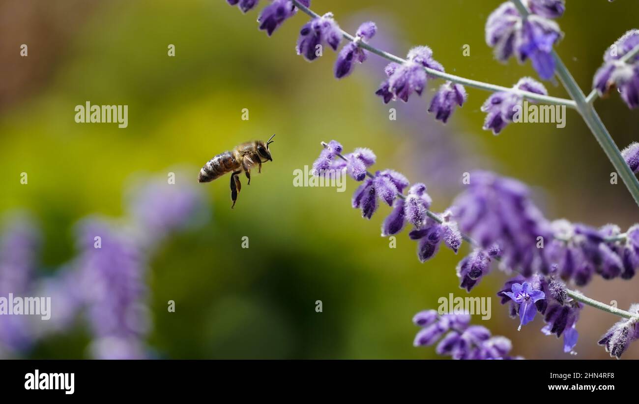 Honey bee flies to a flower Stock Photo