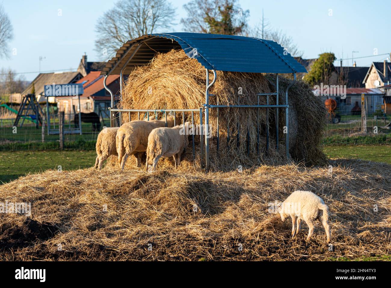 Flock of sheep eating hay in a meadow at sunset. Farming landscape Stock Photo