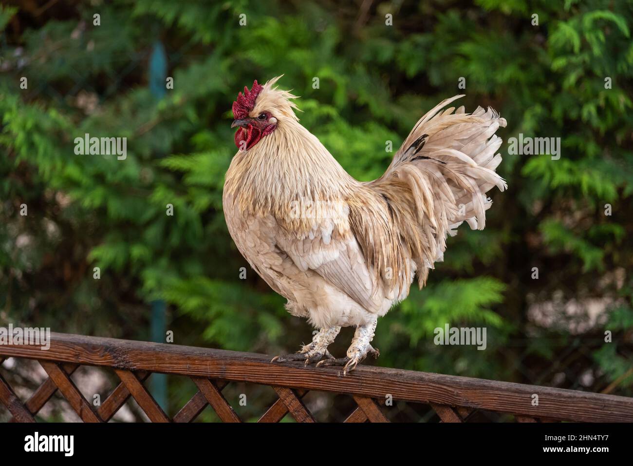 White rooster chicken on a wooden railing. Stock Photo