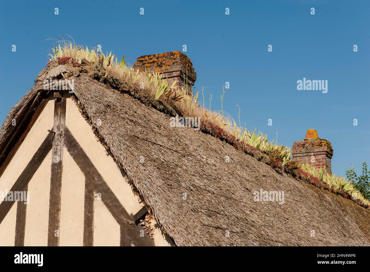 In the Marais Vernier, the route des chaumières lead to cottages with traditional roofs topped by Iris plants – their roots help to hold the thatch, N Stock Photo