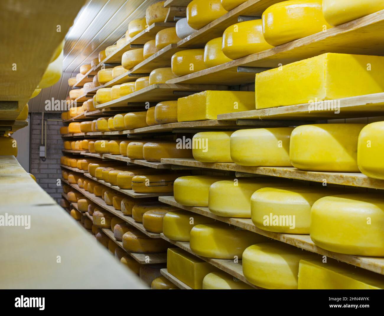 cheese factory Stock Photo