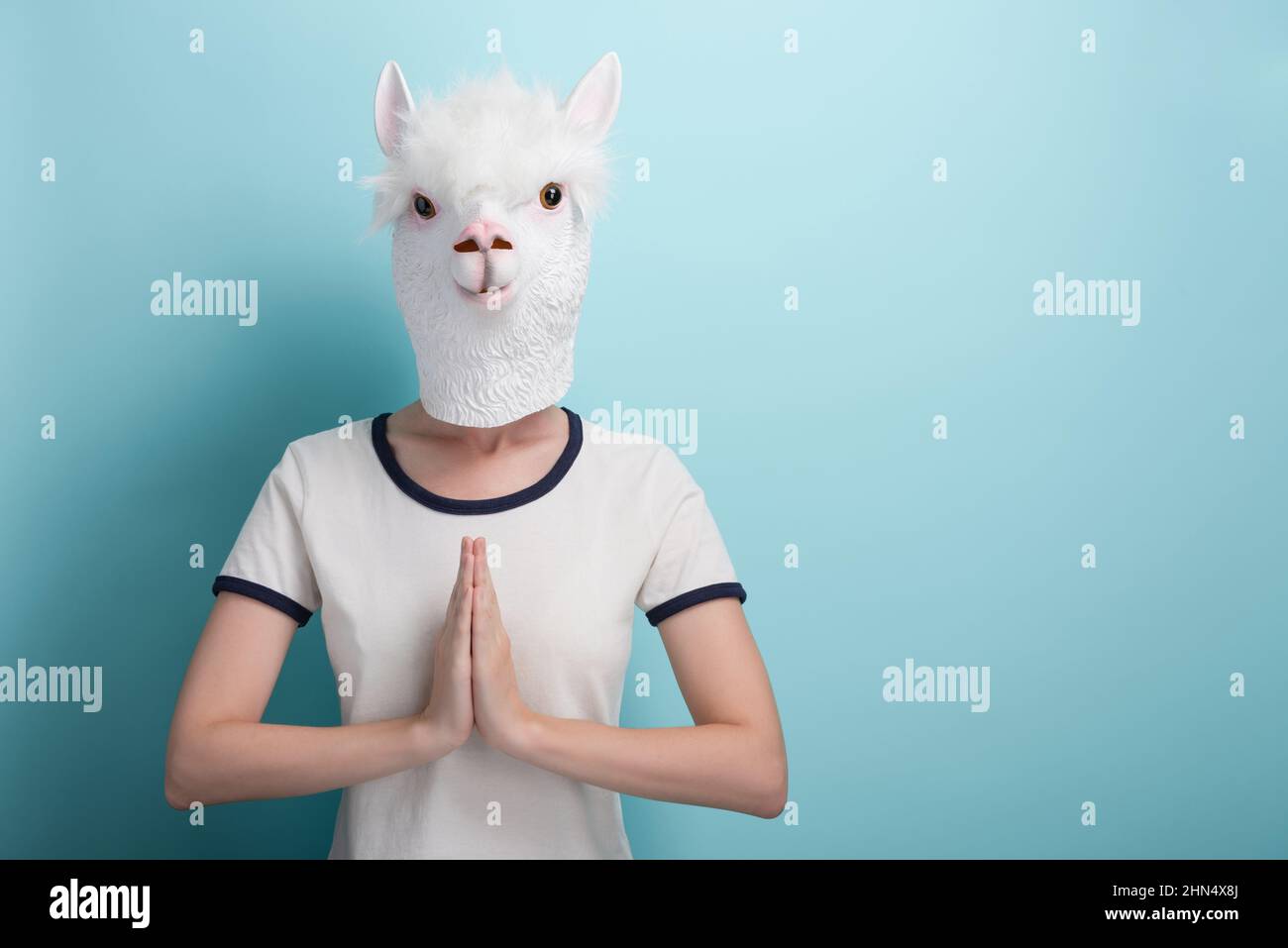 Young woman in alpaca mask hold her hands together in gratitude or prayer sign, isolated on blue background with copy-space. Stock Photo