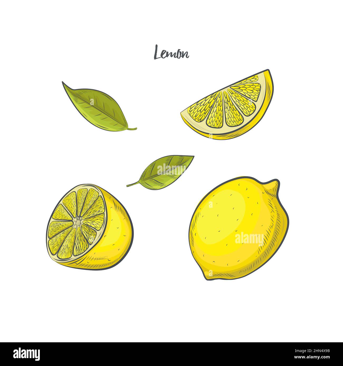 Lemon isolated on white background Stock Vector Image & Art - Alamy