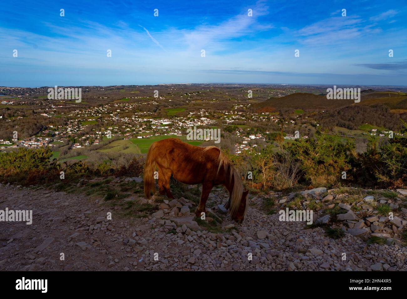 Pottock, basque pony, from La Rhune, Ascain, Pays Basque, France Stock Photo