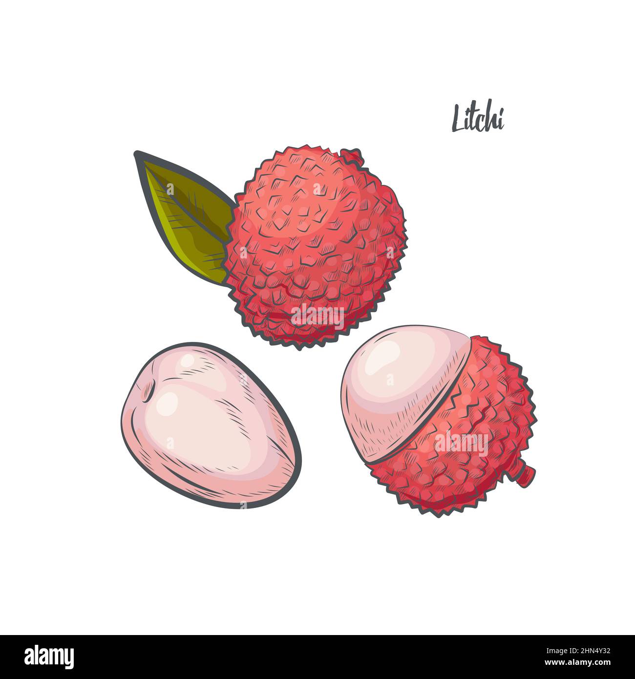 Litchi clipart isolated on white background Stock Vector Image & Art