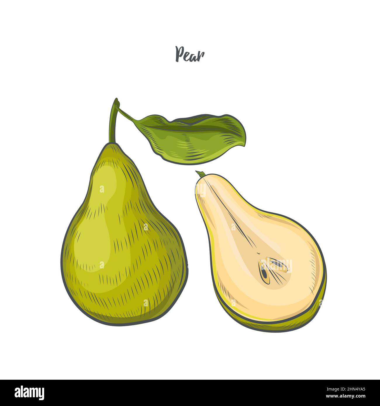 Pear clipart isolated on white background Stock Vector Image & Art - Alamy