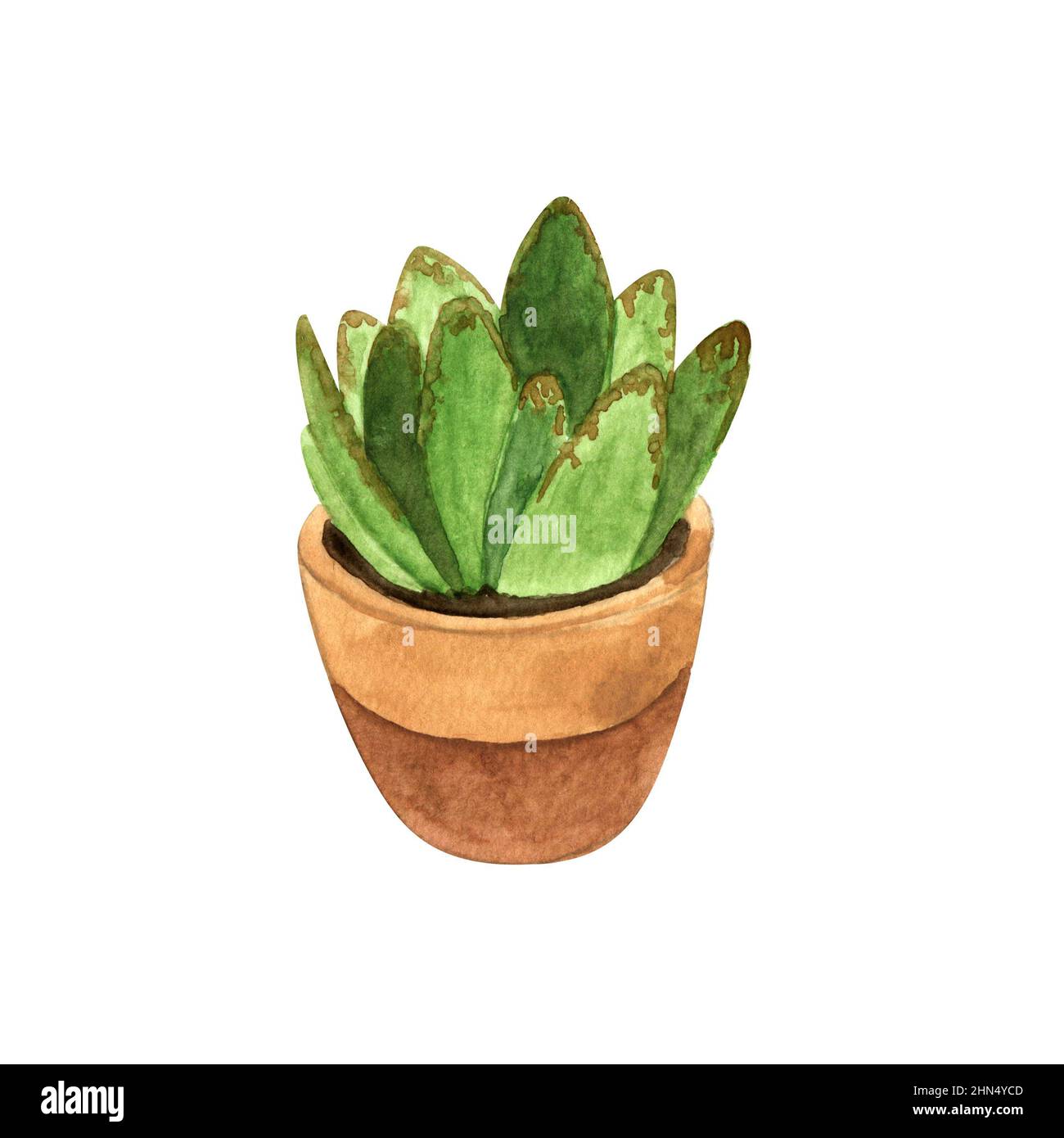 cerasee plant Cerasee Vines and Seeds – Birdy's Herbs & Garden LLC main image 0