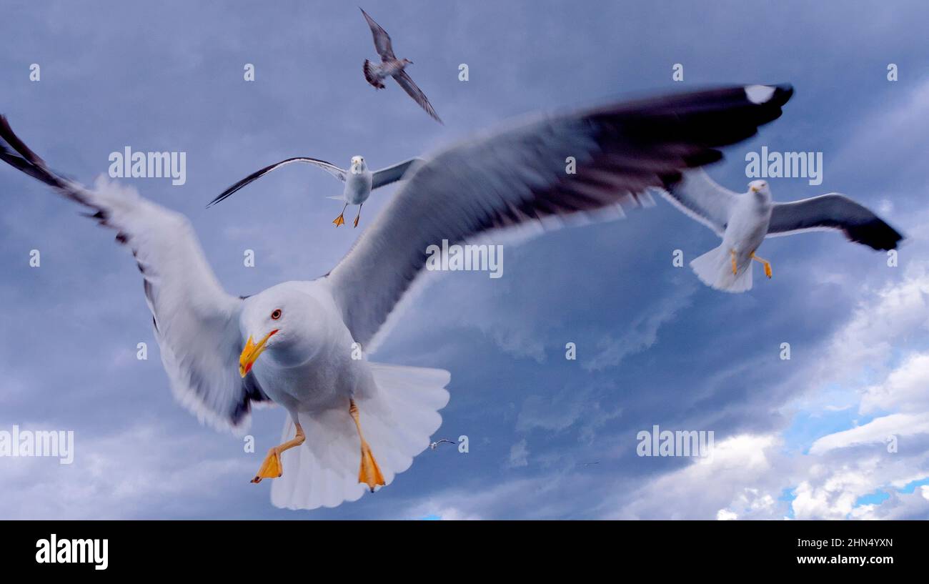 Flying Seagulls in a Cloudy Sky Stock Photo