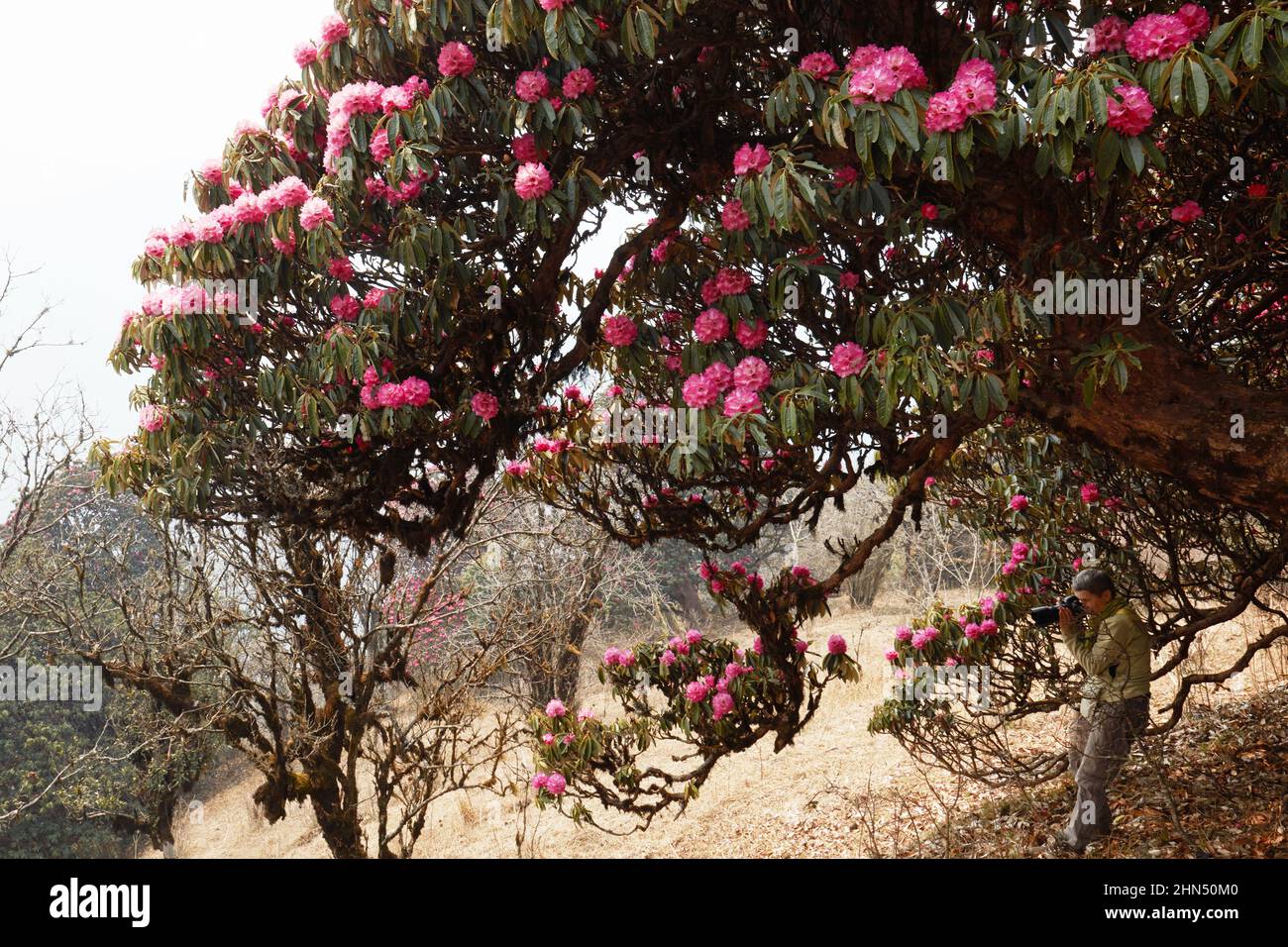 Hughe Rhododendron Photographer woman takes photo by camera of huge, old and beautiful ...