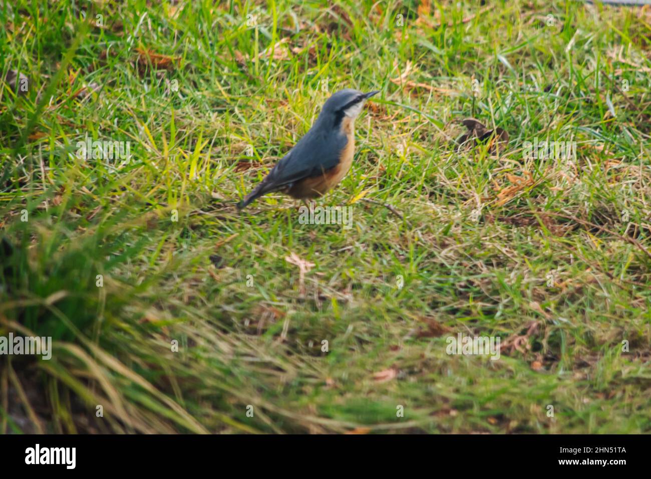 The Nuthatch, the Nuthatch, the Nuthatch - a species of a small, sedentary bird from the Nuthatch family. Stock Photo