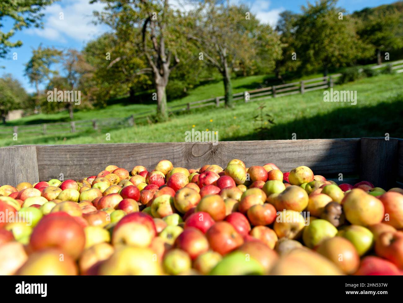 Normandy, and particularly its Calvados department is a land old apple varieties, of which cider and calvados are being produced in the north of Franc Stock Photo