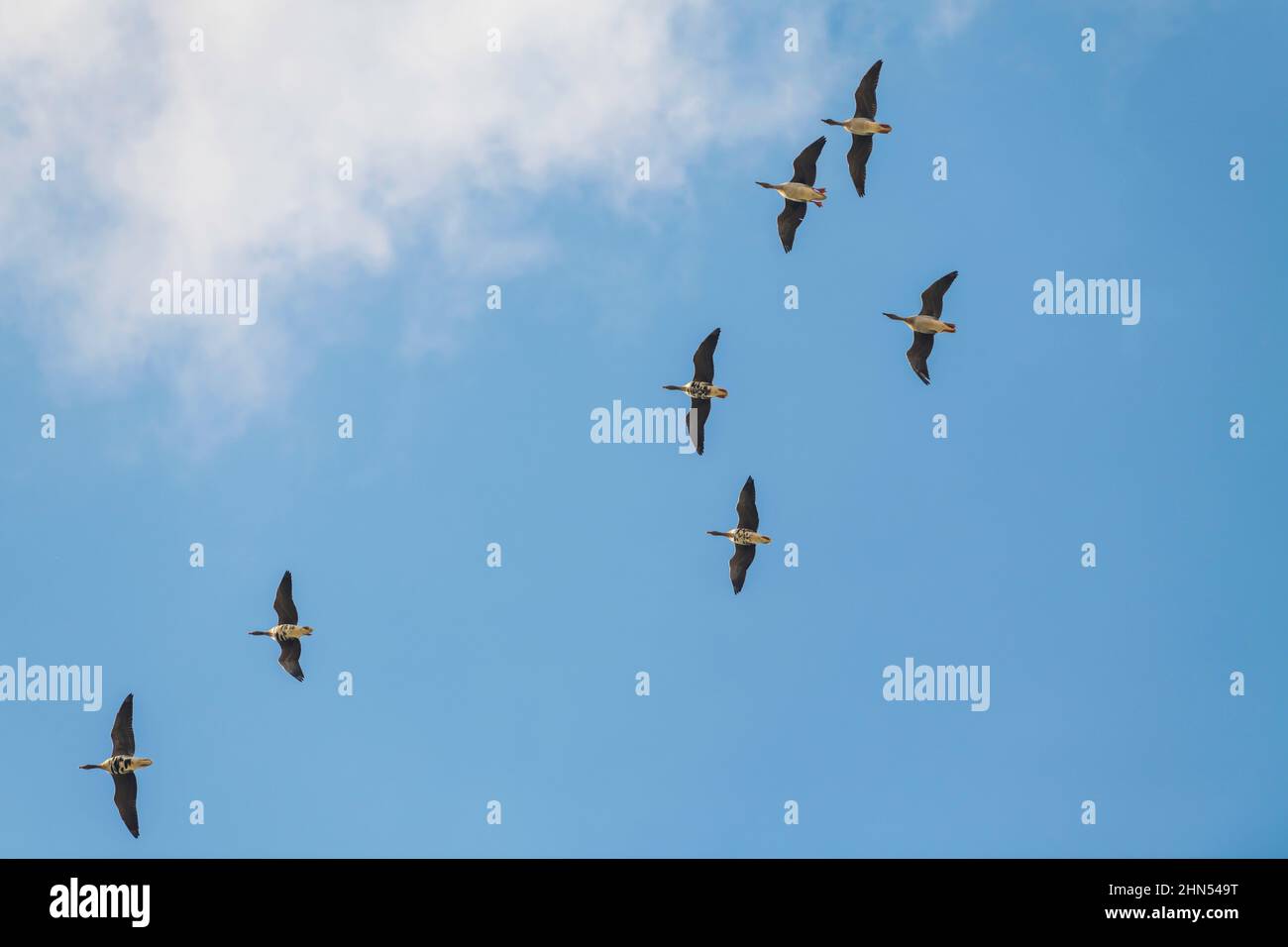 Flying wild geese against blue sky Stock Photo