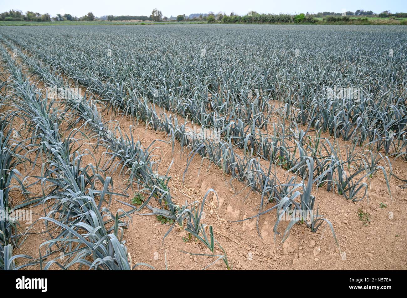 The Val de Saire in Normandy is known for the cultivation of premium vegetables such as leek in France Stock Photo
