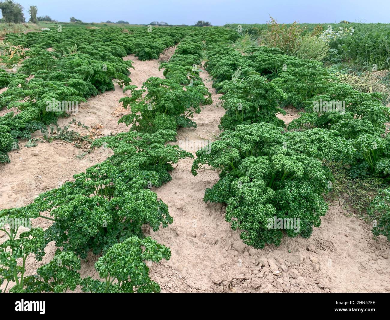 The Val de Saire in Normandy is known for the cultivation of premium vegetables such as kale in France Stock Photo