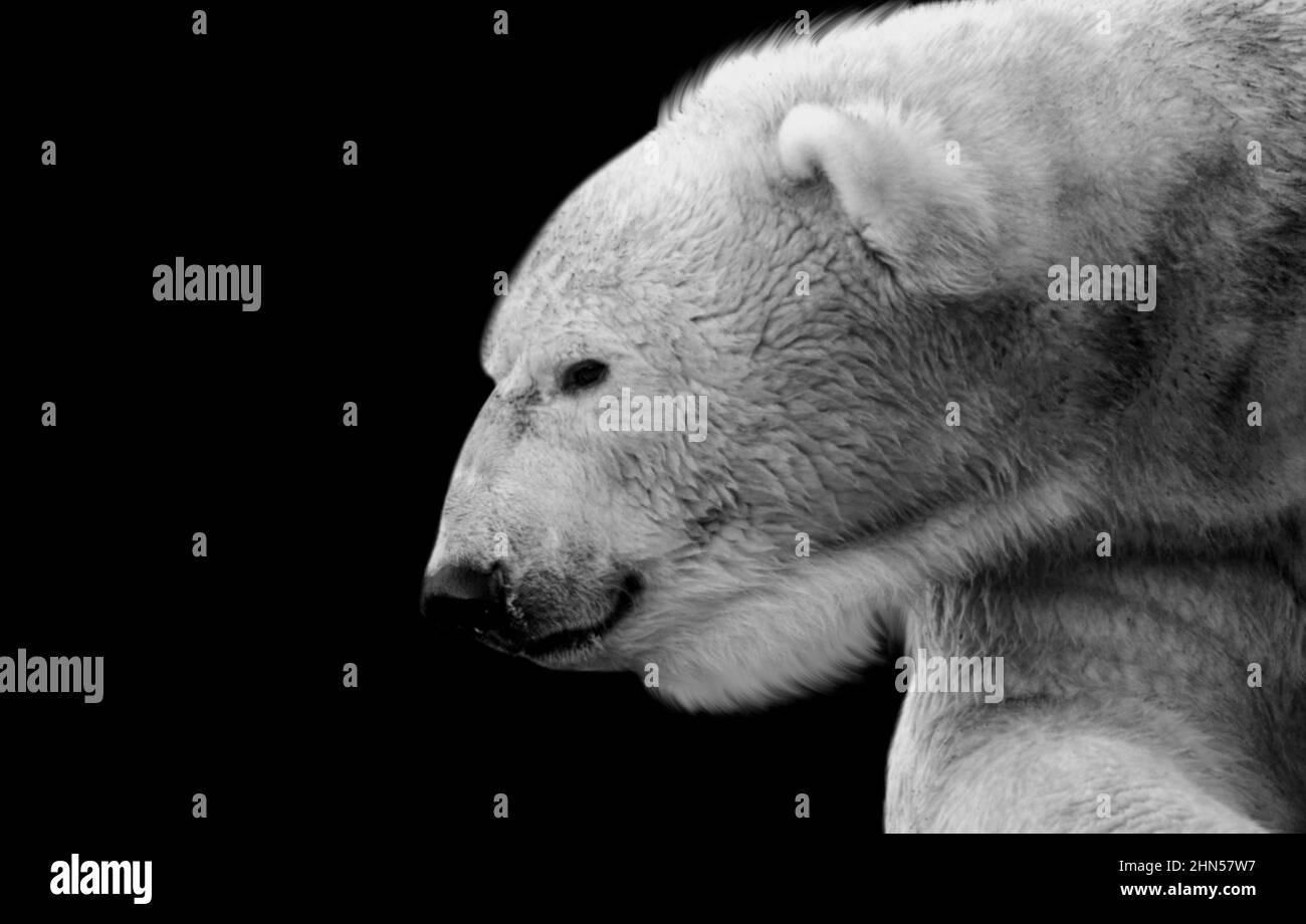 Black and white polar bear hi-res stock photography and images - Alamy
