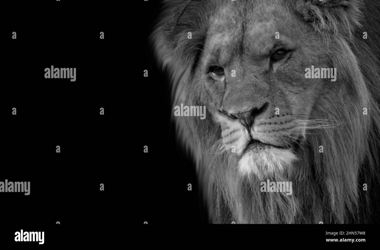 Lion with black hair hi-res stock photography and images - Alamy