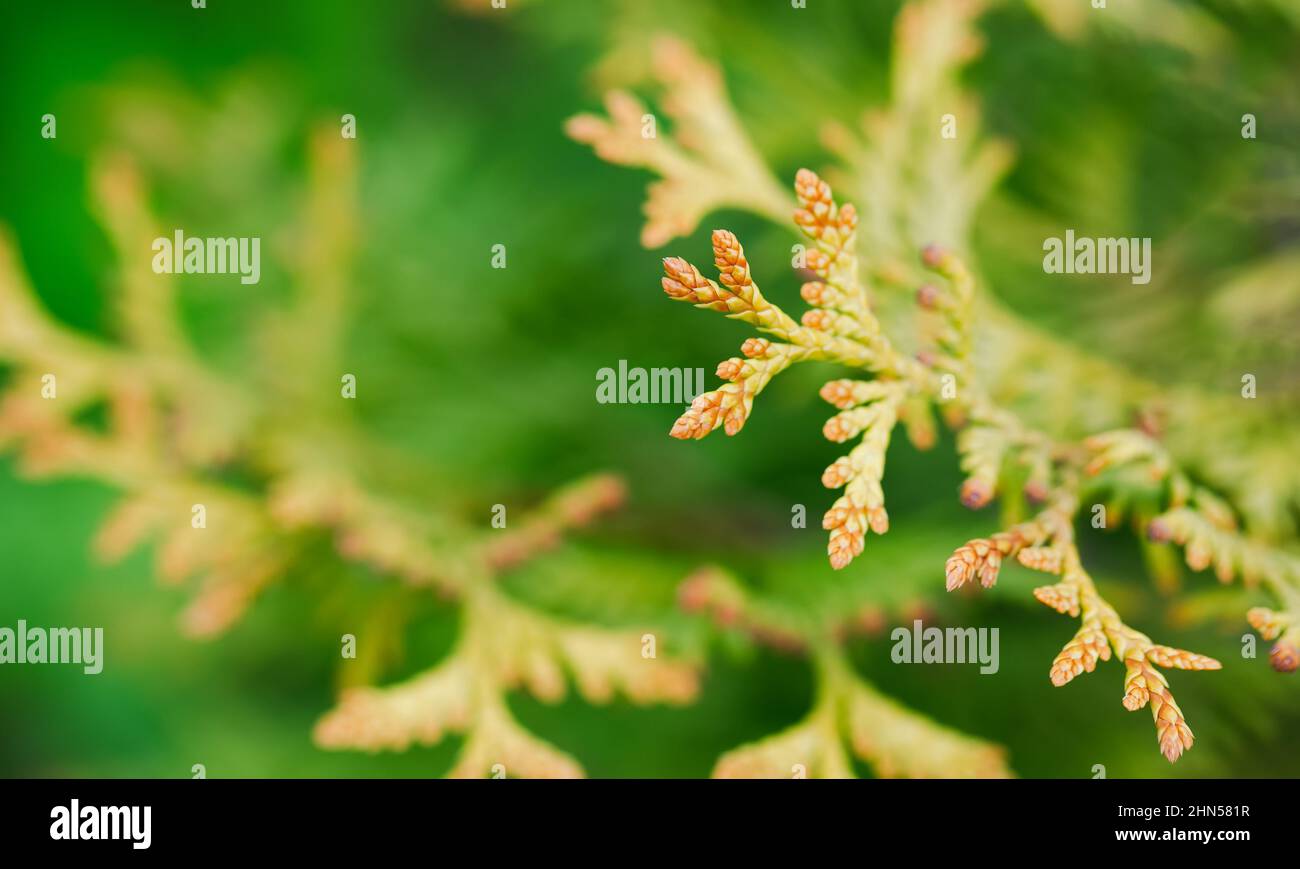 Thuja on green blurred background with selective focus. Summer, autumn or gardening concept. Copy space for text. Stock Photo