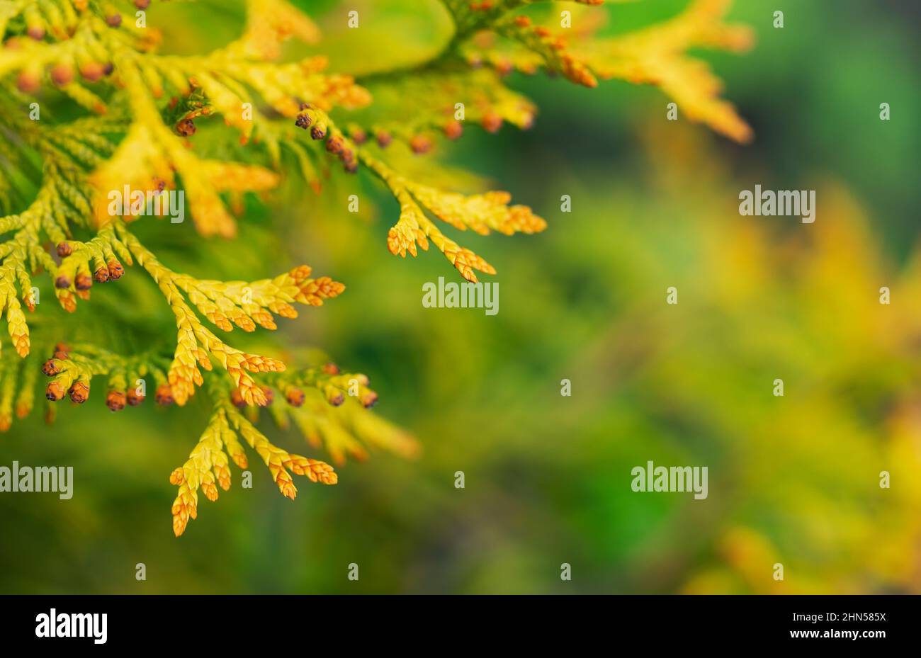 Branch of thuja on green blurred background with selective focus. Summer, autumn or gardening concept. Copy space for text. Stock Photo