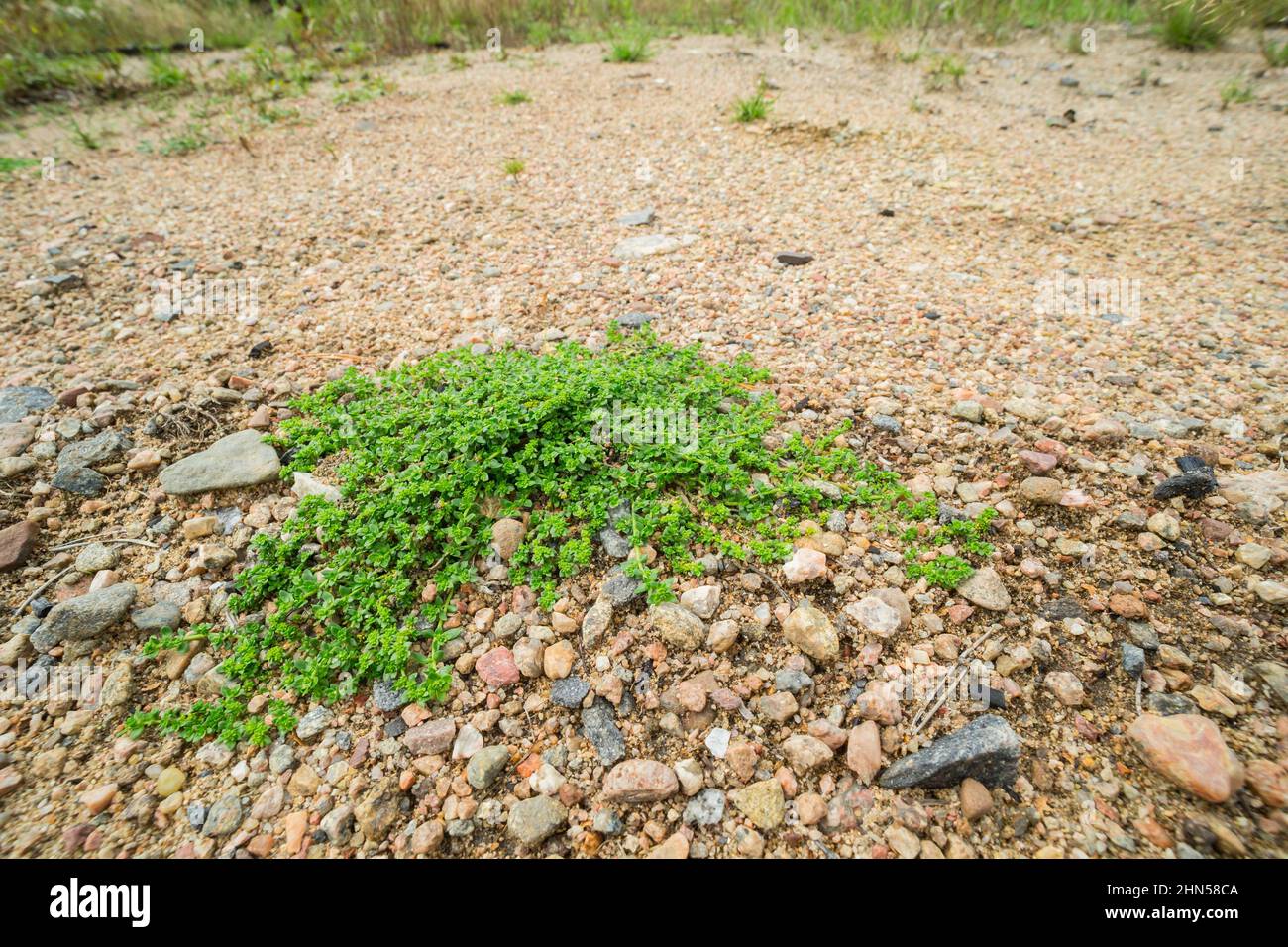 Smooth rupturewort (Herniaria glabra) growing on a sandy heathland, wild Finland Stock Photo