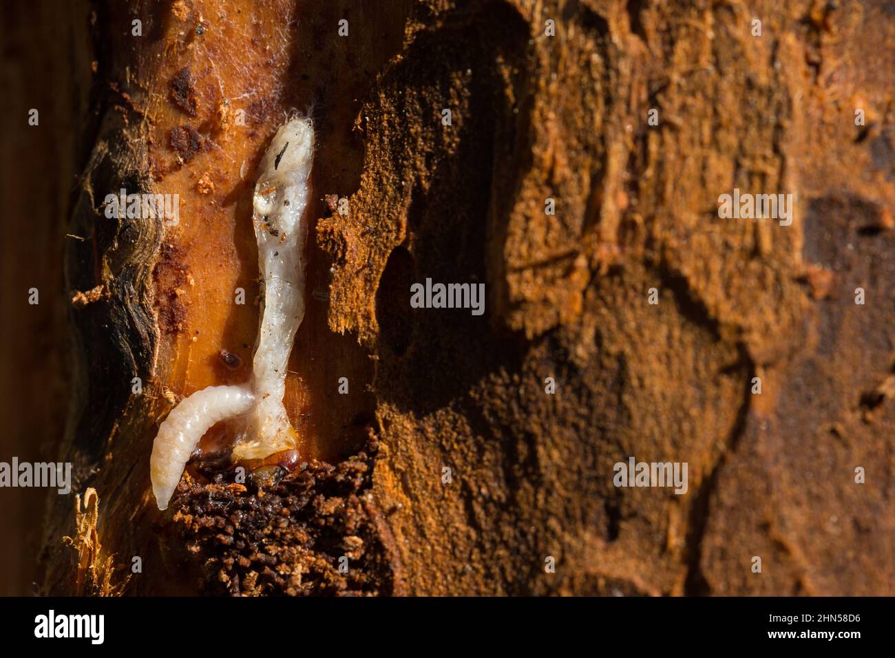 Parasitoid wasp larva feeding on longhorn beetle larva (Ichneumonoidea) Stock Photo