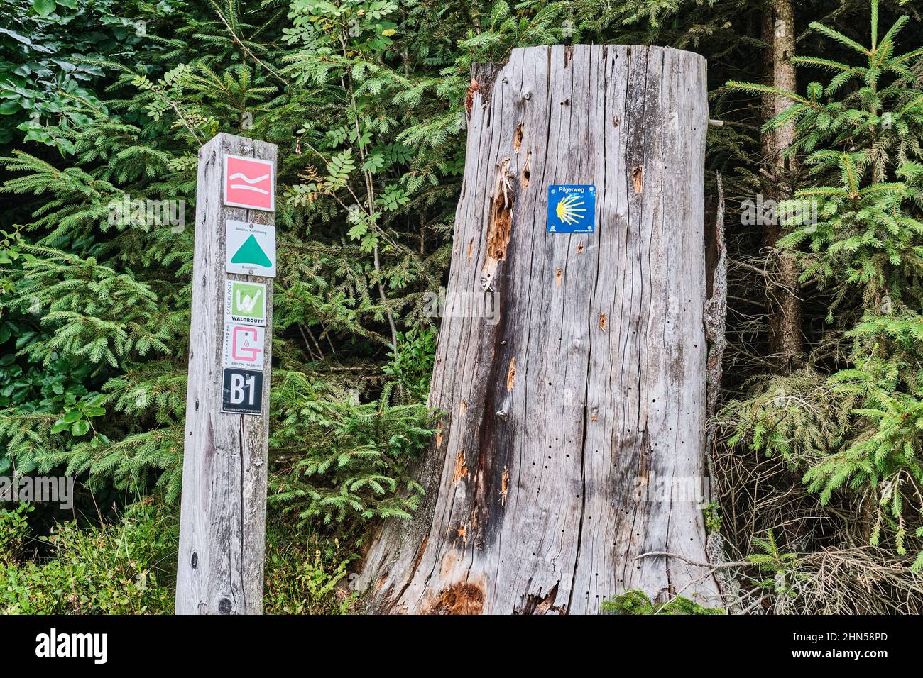signposts along the Rothharsteig hiking trail on old wood and tree sowing different markers Stock Photo