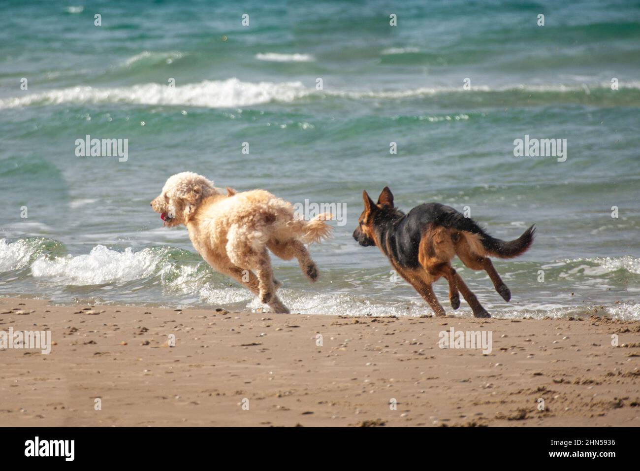 Two playful dogs play together on the beach Stock Photo - Alamy