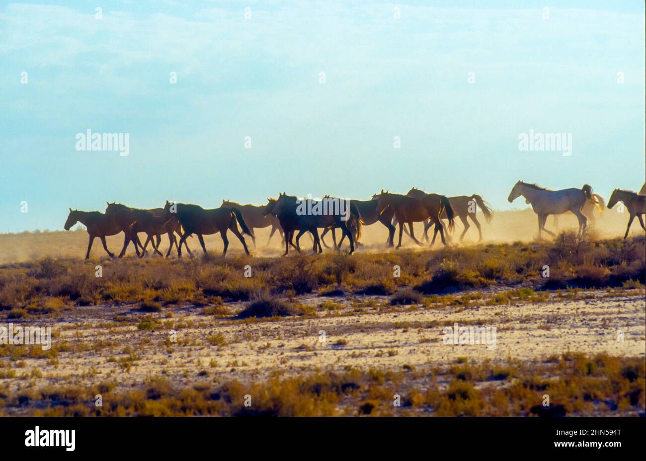 A herd of Horses running in Kyrgyzstan Stock Photo