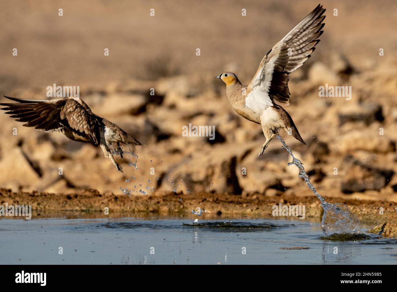 Crowned Sandgrouse (Pterocles coronatus) Near a water pool Photographed in the Negev Desert, israel in November Stock Photo