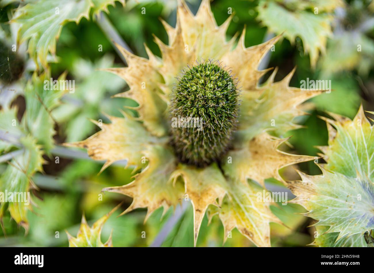 Specimens of Miss Willmott's Ghost, Eryngium giganteum, in a garden environment Stock Photo Alamy