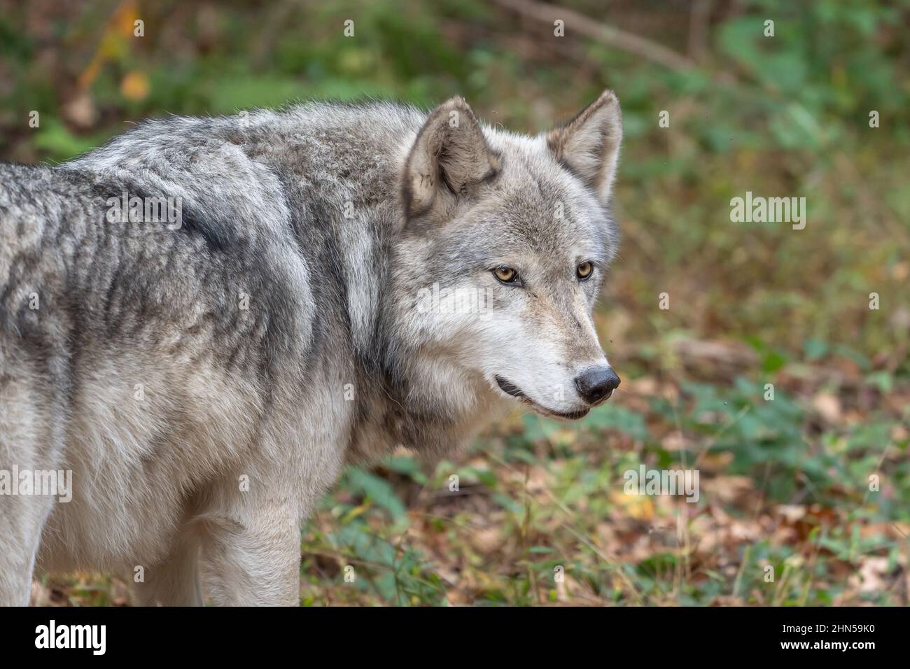 Close-up portrait of a grey wolf (Canis Lupus) also known as Timber wolf in autumn Stock Photo