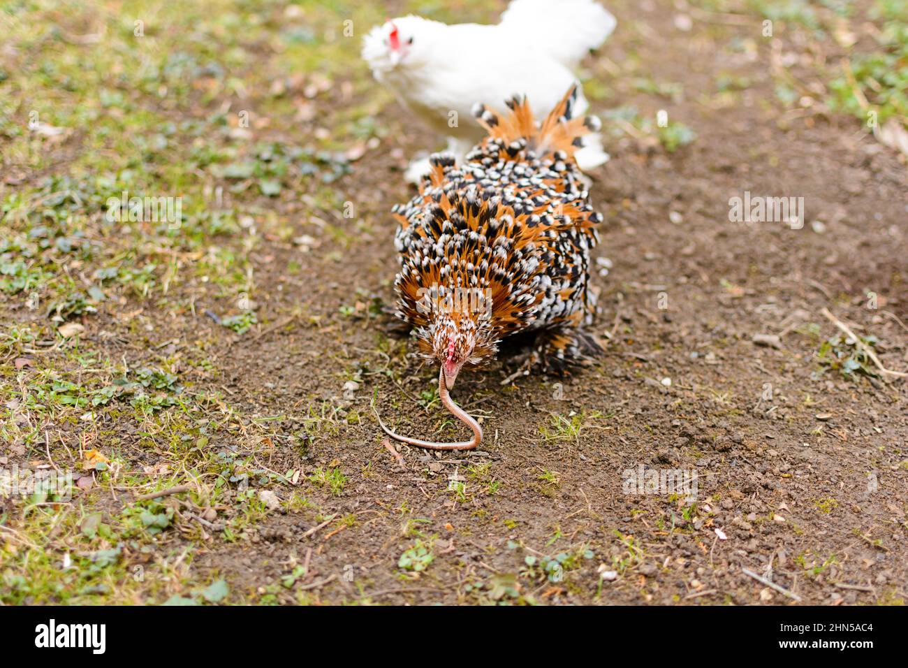 Snake Eating Chicken