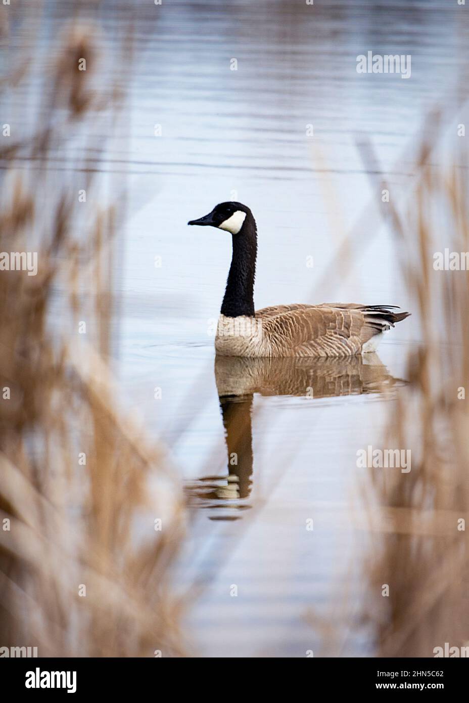 Goose Reed Peering through the reeds at a Canada goose who pears back at the ...
