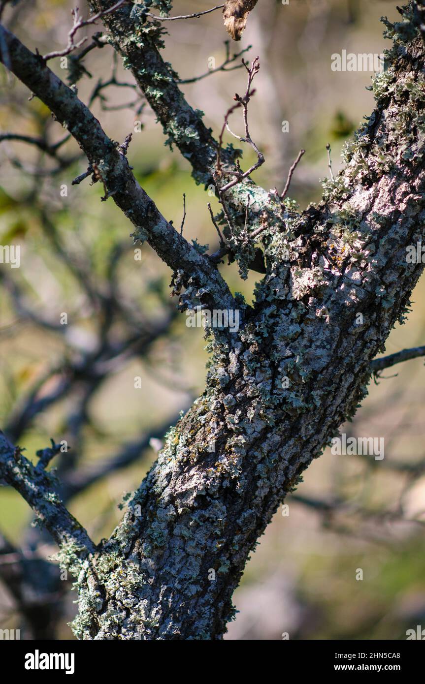 lichen on an Oak Tree. Multiple species of lichen, growing on a branch. A lichen is a symbiotic organism comprising a fungus and an alga. The alga pro Stock Photo