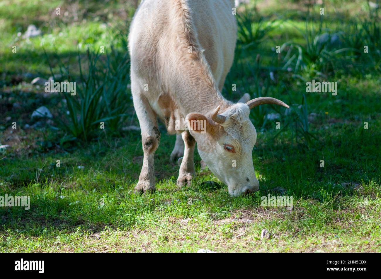 Free grazing cattle graze the grass of winter meadow, Photographed in the Lower Galilee, Israel Stock Photo