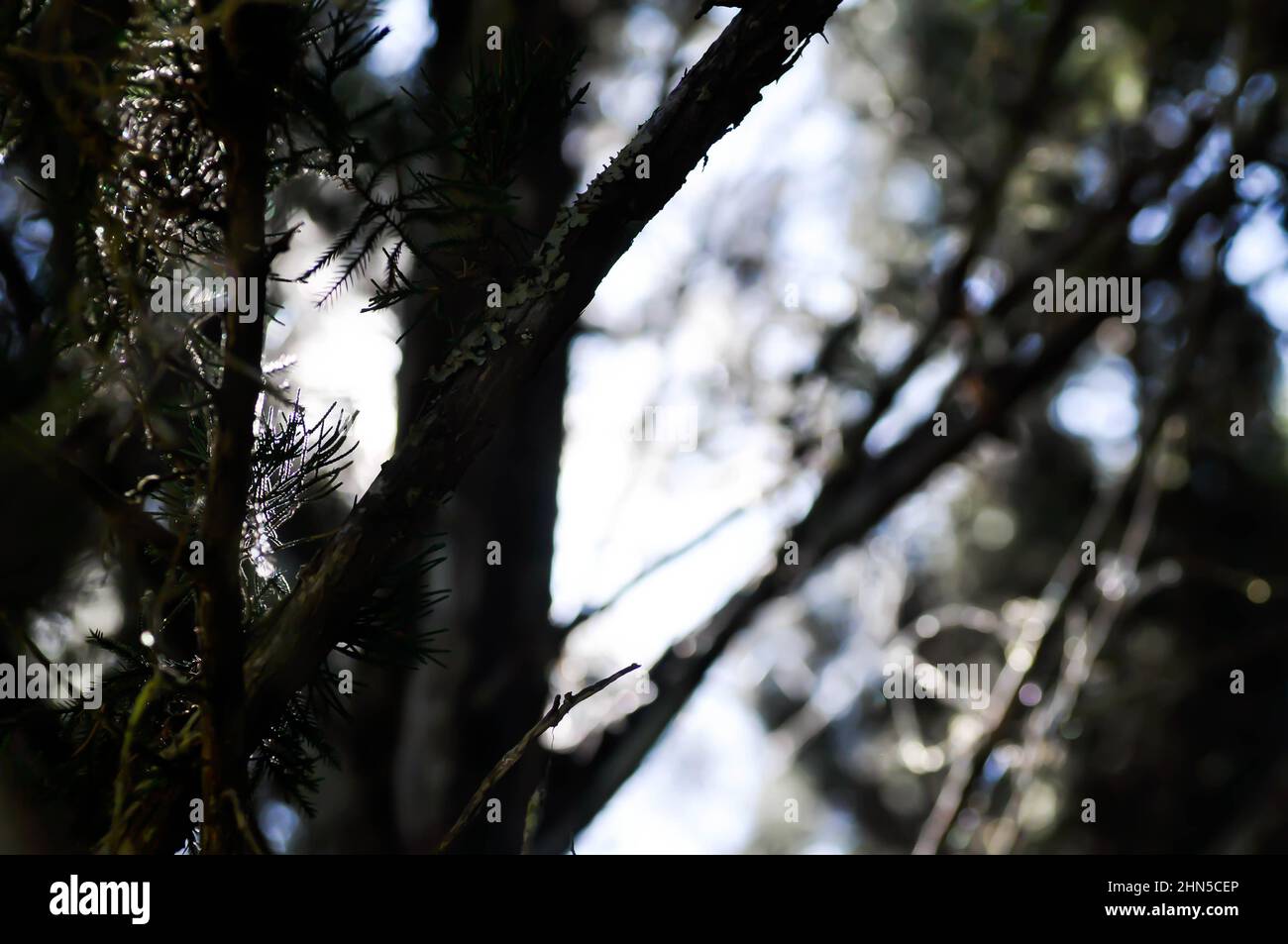 sun background ,sun light in the pine garden or pine tree in blur background Stock Photo