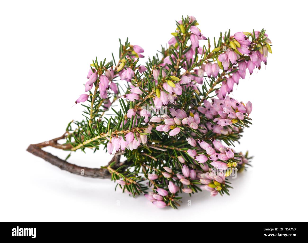 Pink heather flowers  on blurred background Stock Photo
