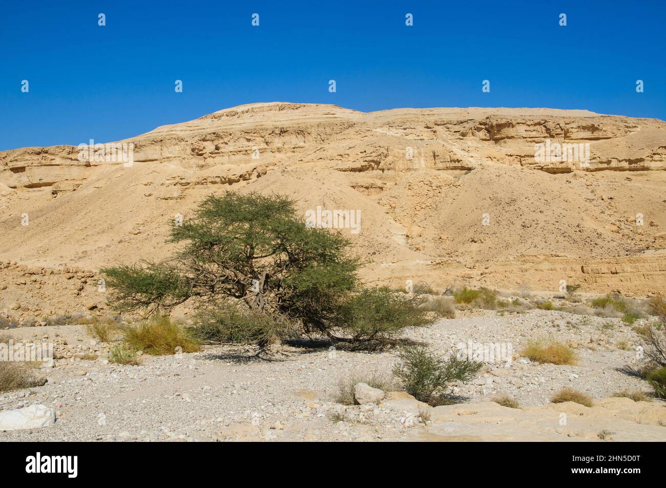Acacia raddiana is a short desert tree with an impressive umbrella shape: a single non-branched trunk, which at a certain height (1-3 meters) suddenly Stock Photo