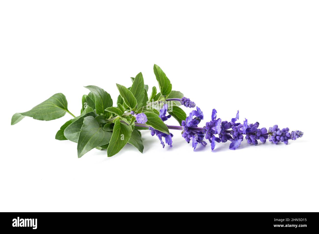 Salvia farinacea with flowers isolated on white background Stock Photo