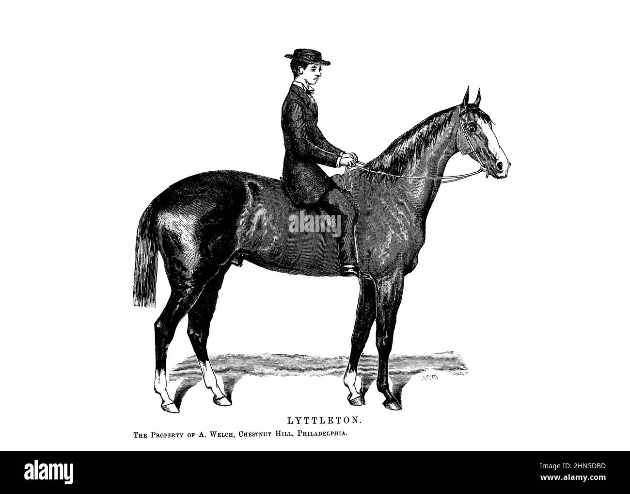 Lyttleton Drawn by C. Lloyd From the book ' Famous American race horses ' published in 1877 by Porter and Coates Philadelphia, Stock Photo