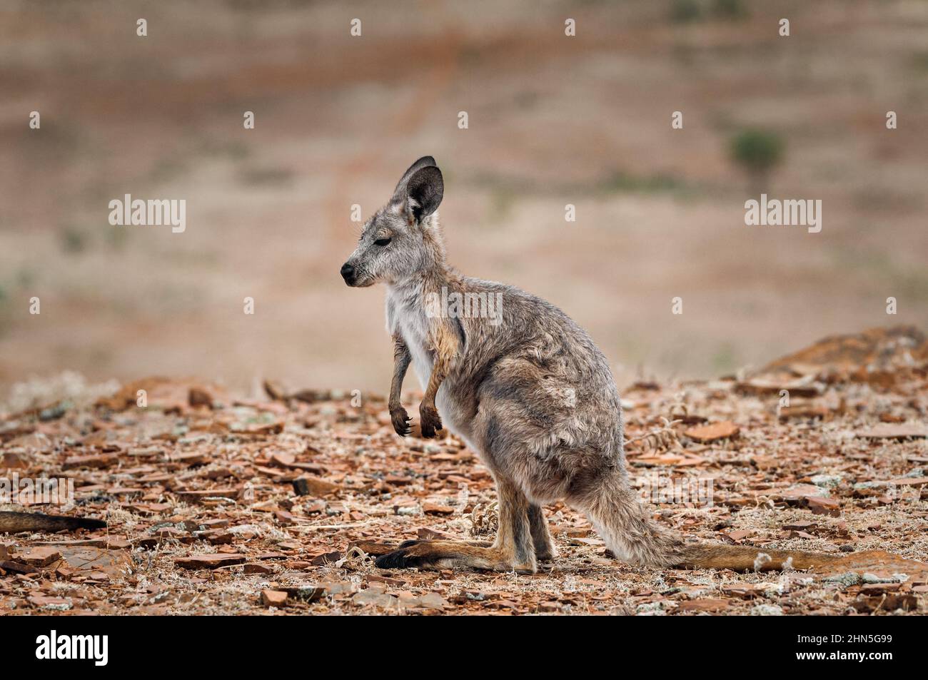 Wallaroo Joey in dry australian outback hills. Stock Photo