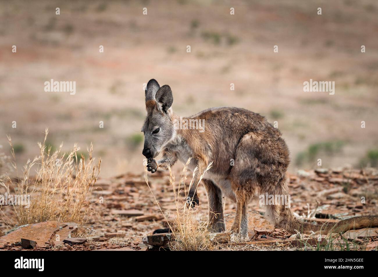 Euro Joey on a very hot summer day in the dry outback. Stock Photo