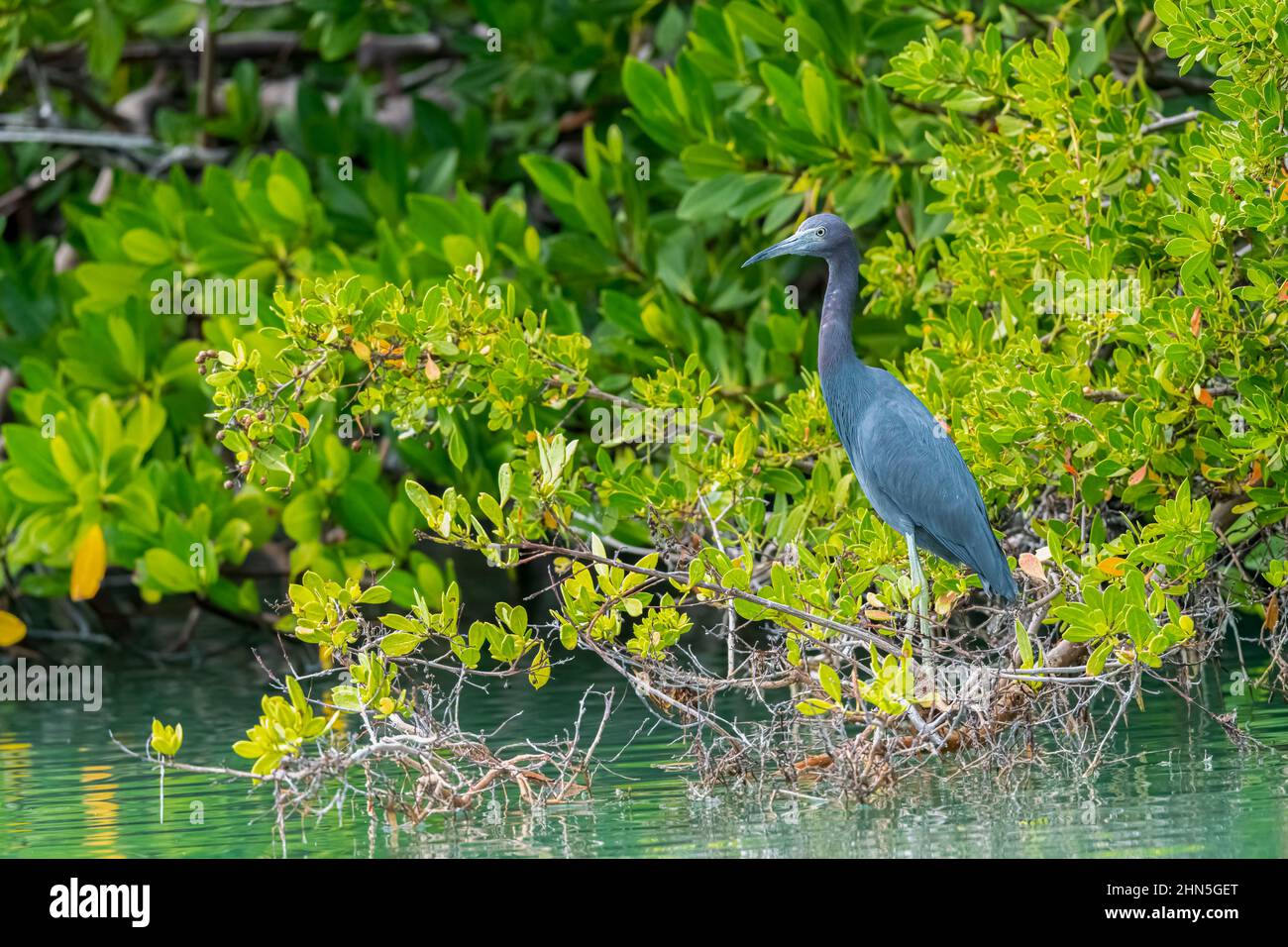 A Little Blue Heron (Egretta caerulea) stands on the water's edge in the Florida Keys, USA. Stock Photo