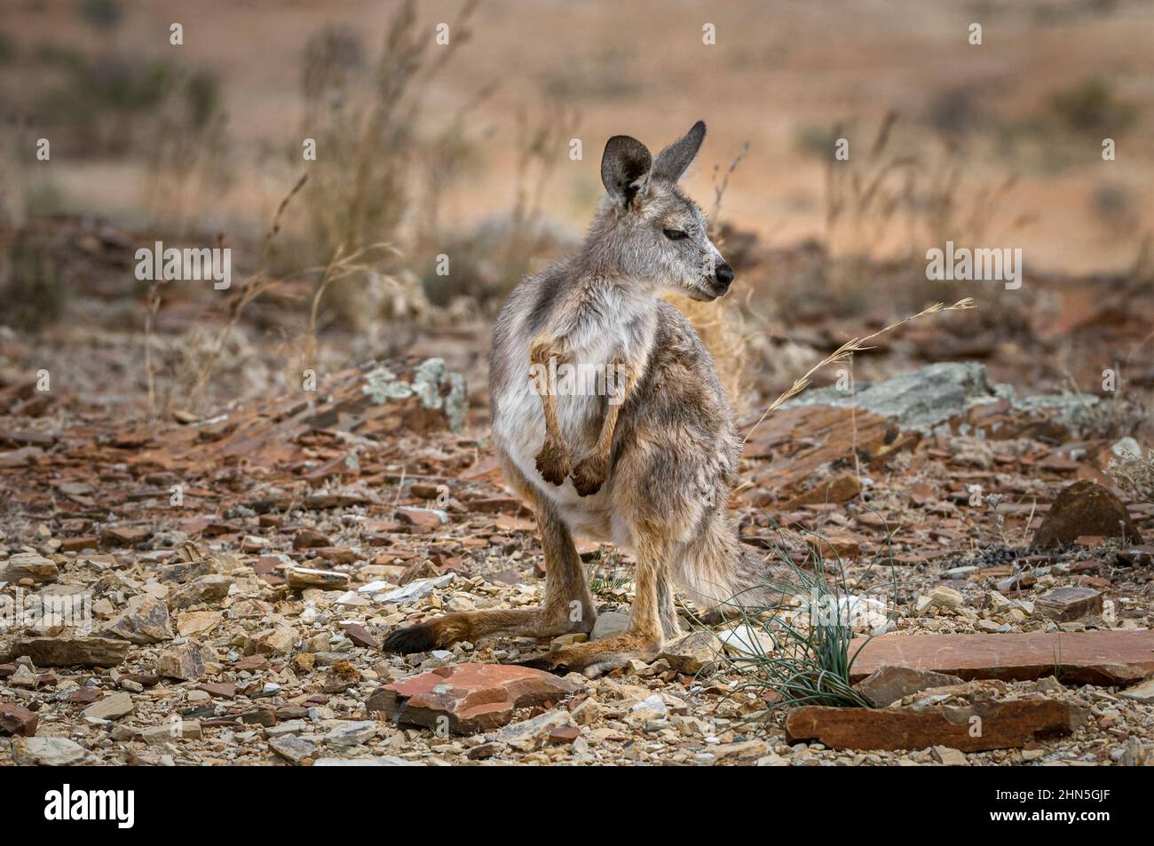 Wallaroo Joey in dry australian outback hills. Stock Photo